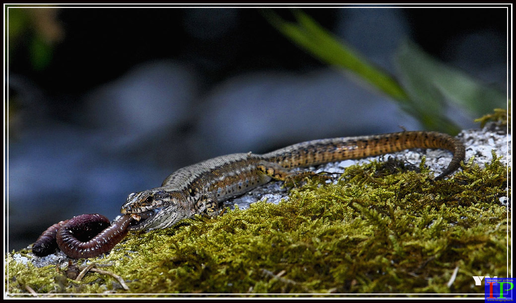035-015-Lézard-BB.jpg 035-015-Lézard-BB.jpg