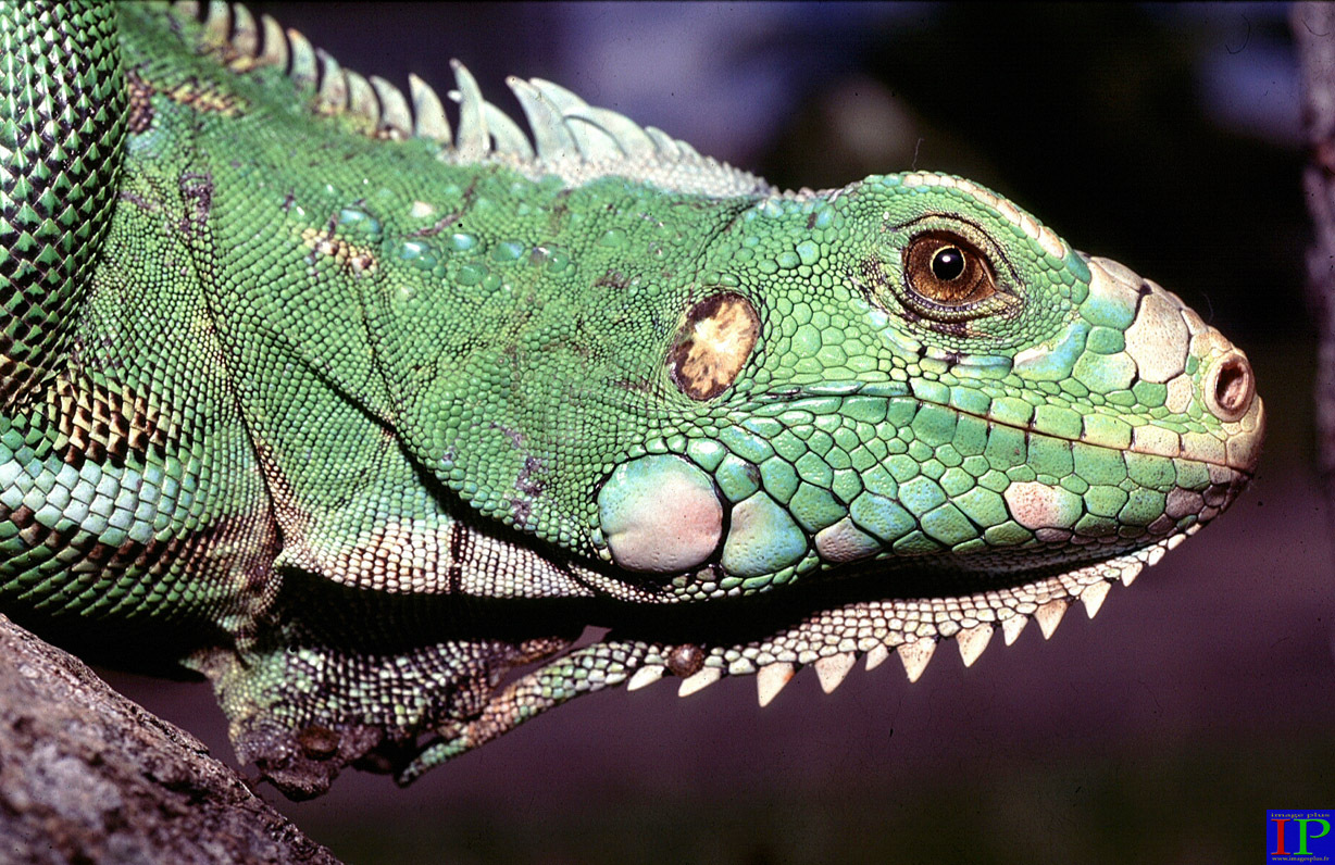 056-Iguane-B.jpg 056-Iguane-B.jpg