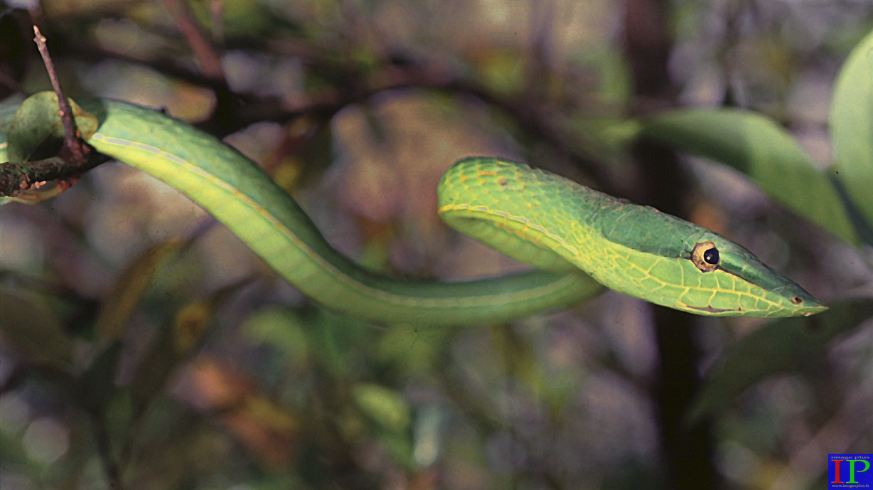 056-Serpent liane (oxybelis)02-B.jpg 056-Serpent liane (oxybelis)02-B.jpg