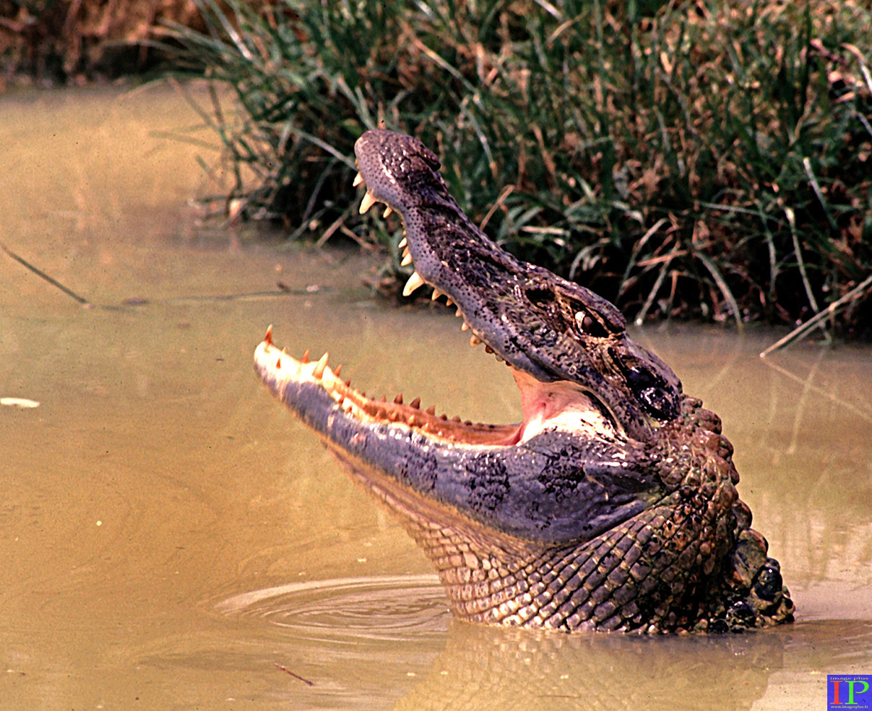 058-Caiman noir-B.jpg 058-Caiman noir-B.jpg