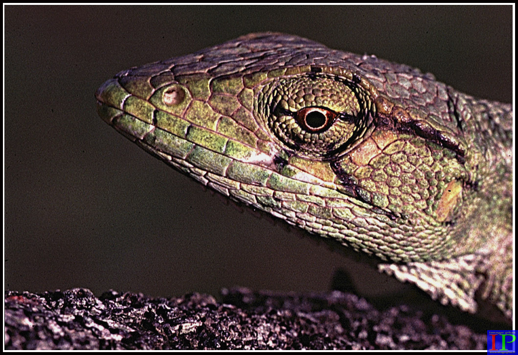 083-Lézard de Guyane-BB.jpg 083-Lézard de Guyane-BB.jpg