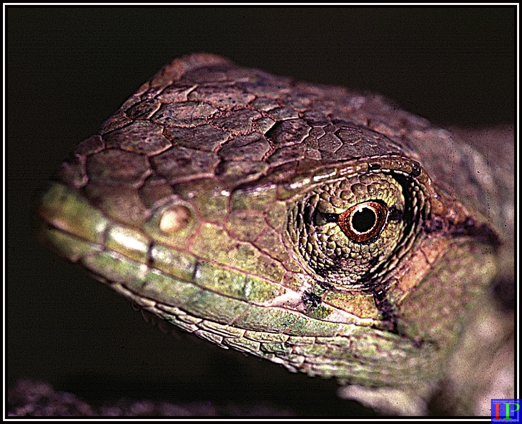 084-Lézard de Guyane-BB.jpg 084-Lézard de Guyane-BB.jpg