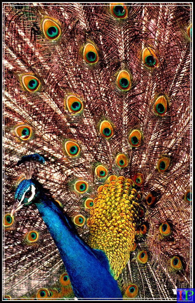 001-Paon-BB.jpg 001-Paon-BB.jpg