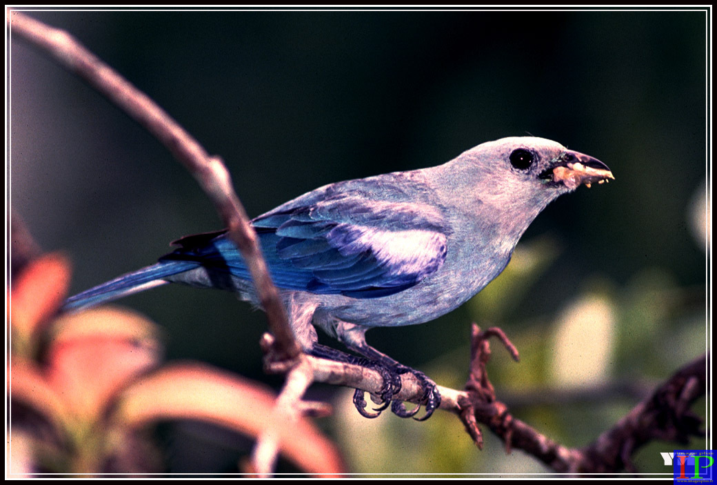 001-Tangara évèque-BB.jpg 001-Tangara évèque-BB.jpg