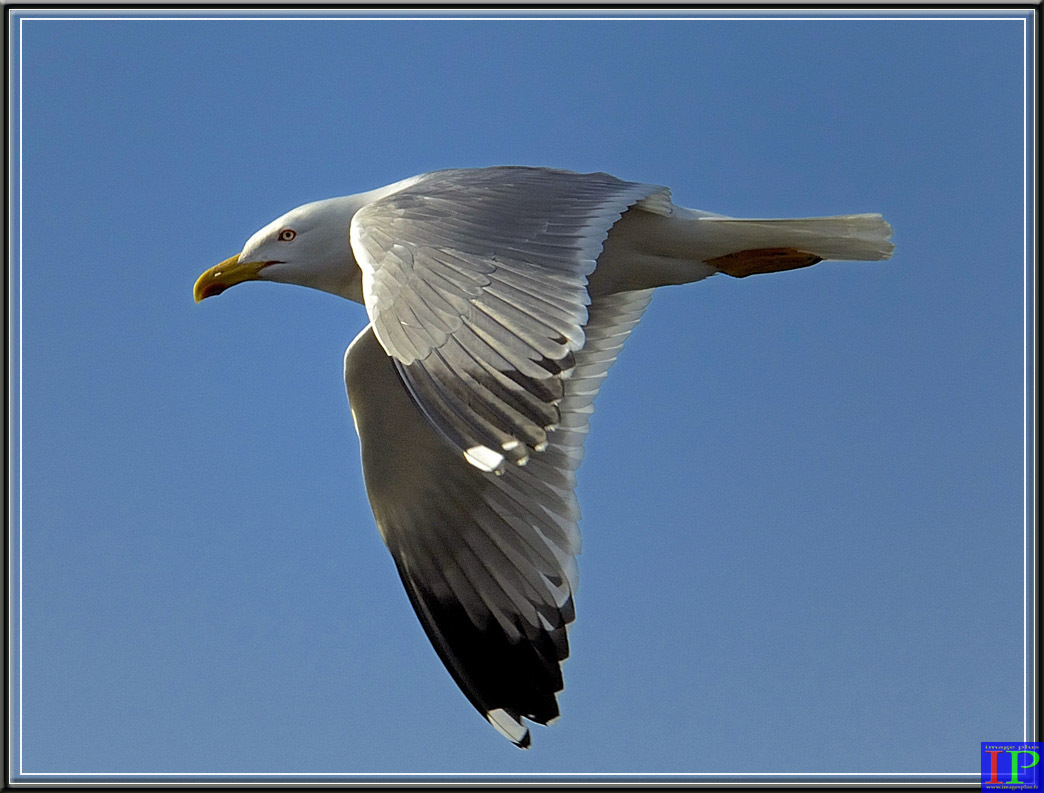 006-Goéland leucophée-BB.jpg 006-Goéland leucophée-BB.jpg