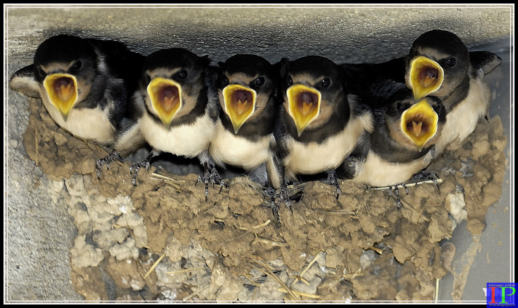 033-Hirondelles-BB.jpg 033-Hirondelles-BB.jpg