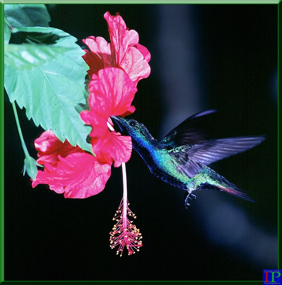 062-Anthacothorax nigricolis-BB.jpg 062-Anthacothorax nigricolis-BB.jpg