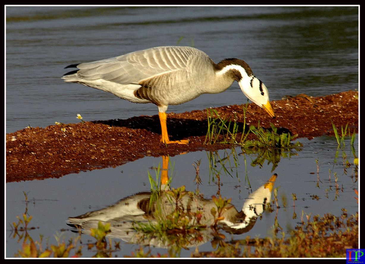 066-Oie-Salagou-B.jpg 066-Oie-Salagou-B.jpg