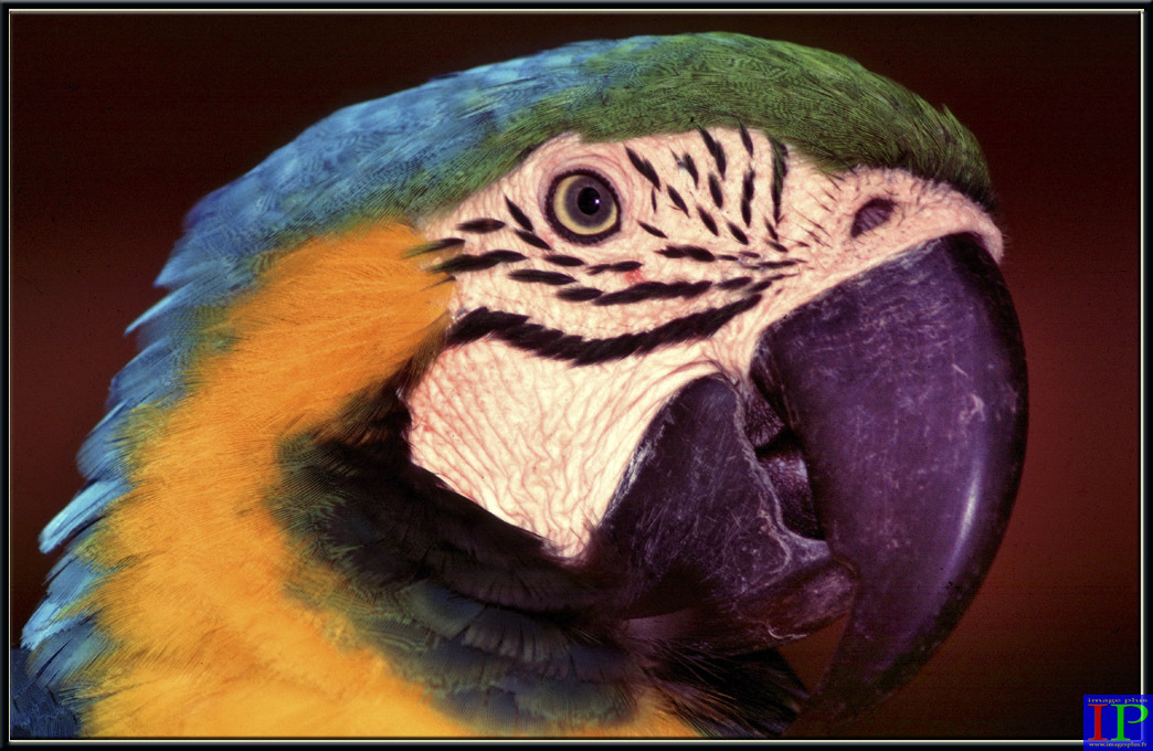 001-Ara ararauna-BB.jpg 001-Ara ararauna-BB.jpg