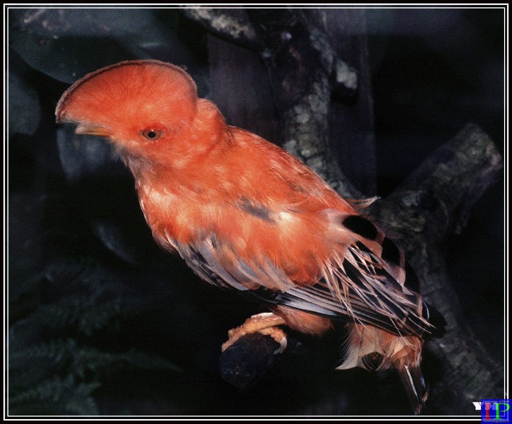 Coq de roche-BB.jpg Coq de roche-BB.jpg