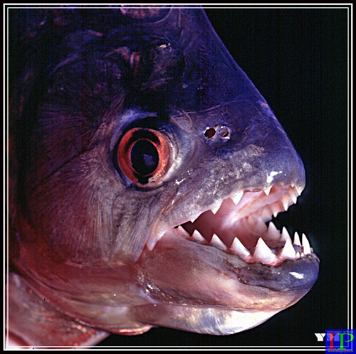 001-Piranha-BB.jpg 001-Piranha-BB.jpg