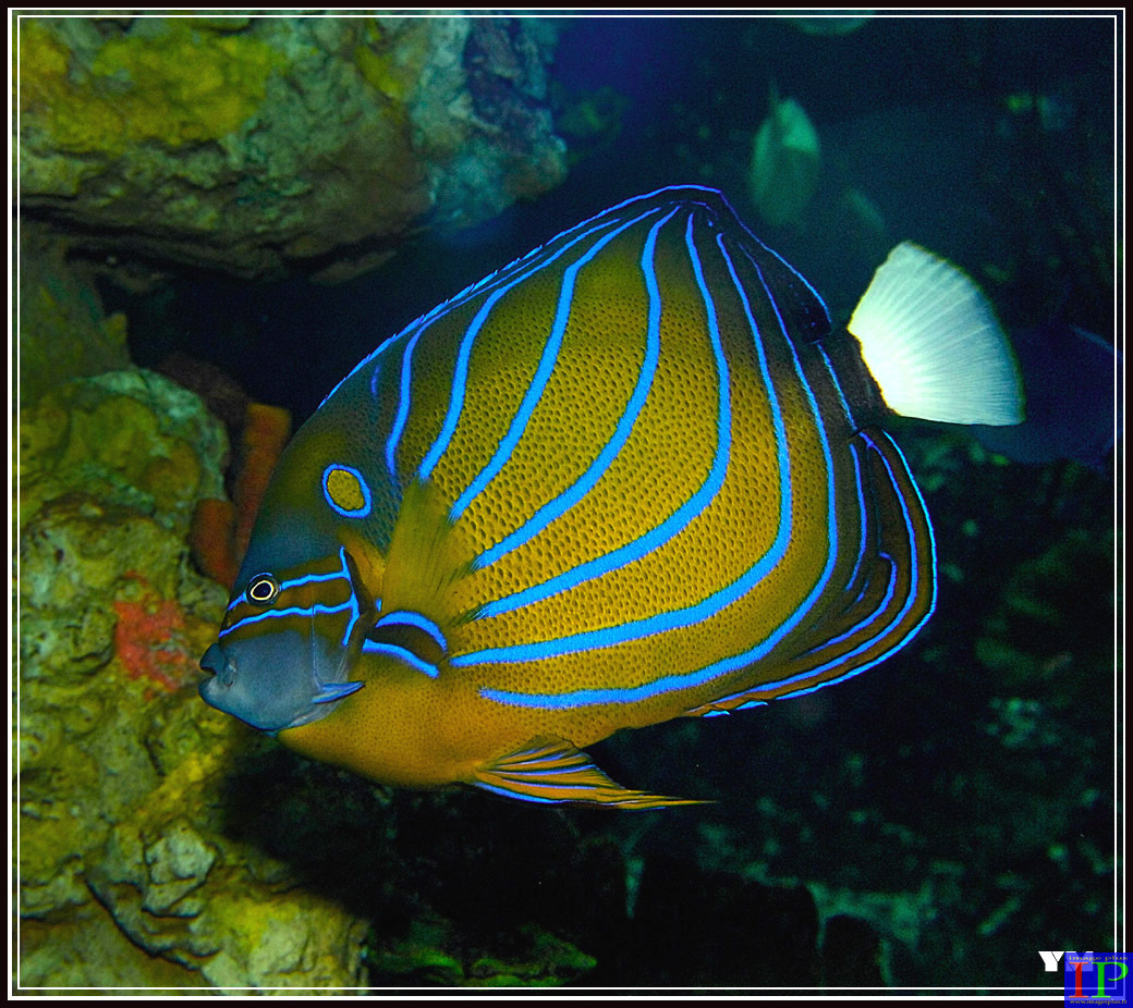 026-Mare Nostrum-BB.jpg 026-Mare Nostrum-BB.jpg