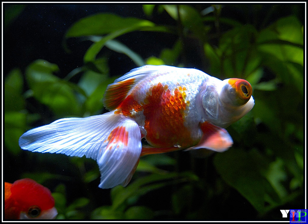 080-Poisson exotique-BB.jpg 080-Poisson exotique-BB.jpg