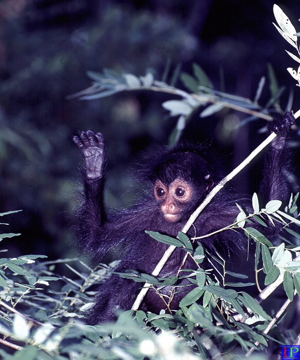 037-004-Singe atèle-B.jpg 037-004-Singe atèle-B.jpg