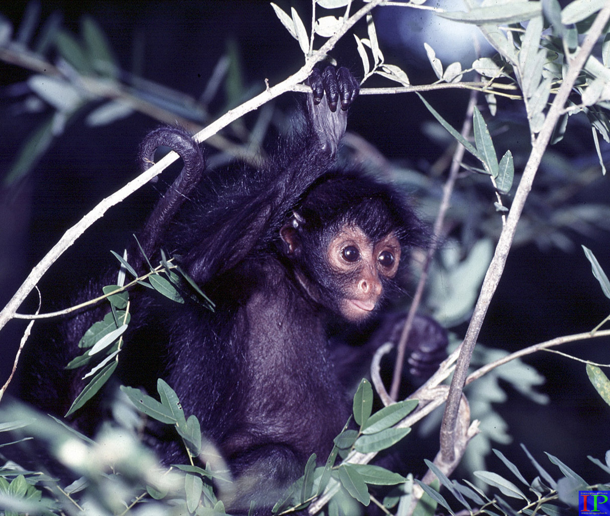 038-003-Singe atèle-B.jpg 038-003-Singe atèle-B.jpg