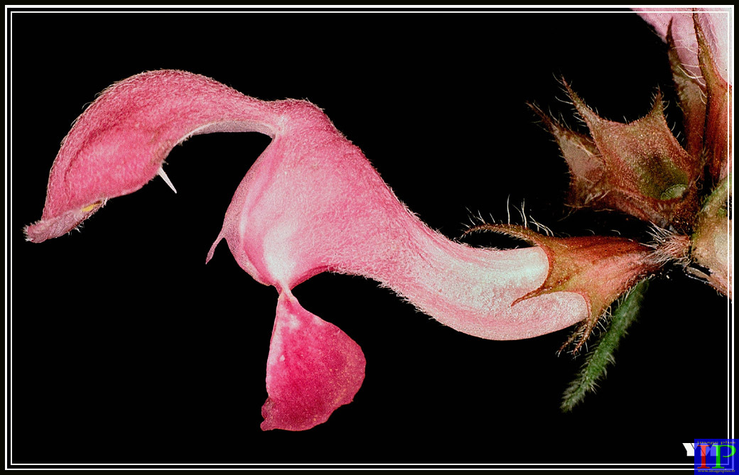 001-Macro fleur-BB.jpg 001-Macro fleur-BB.jpg