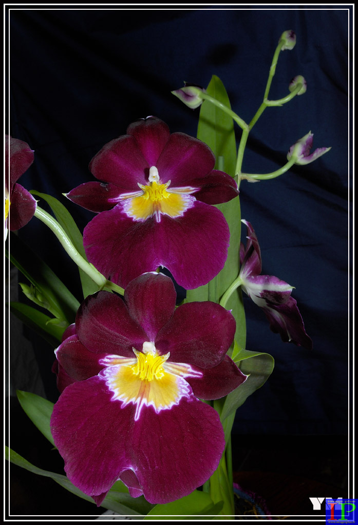 001-Miltonia Orchidée-BB.jpg 001-Miltonia Orchidée-BB.jpg