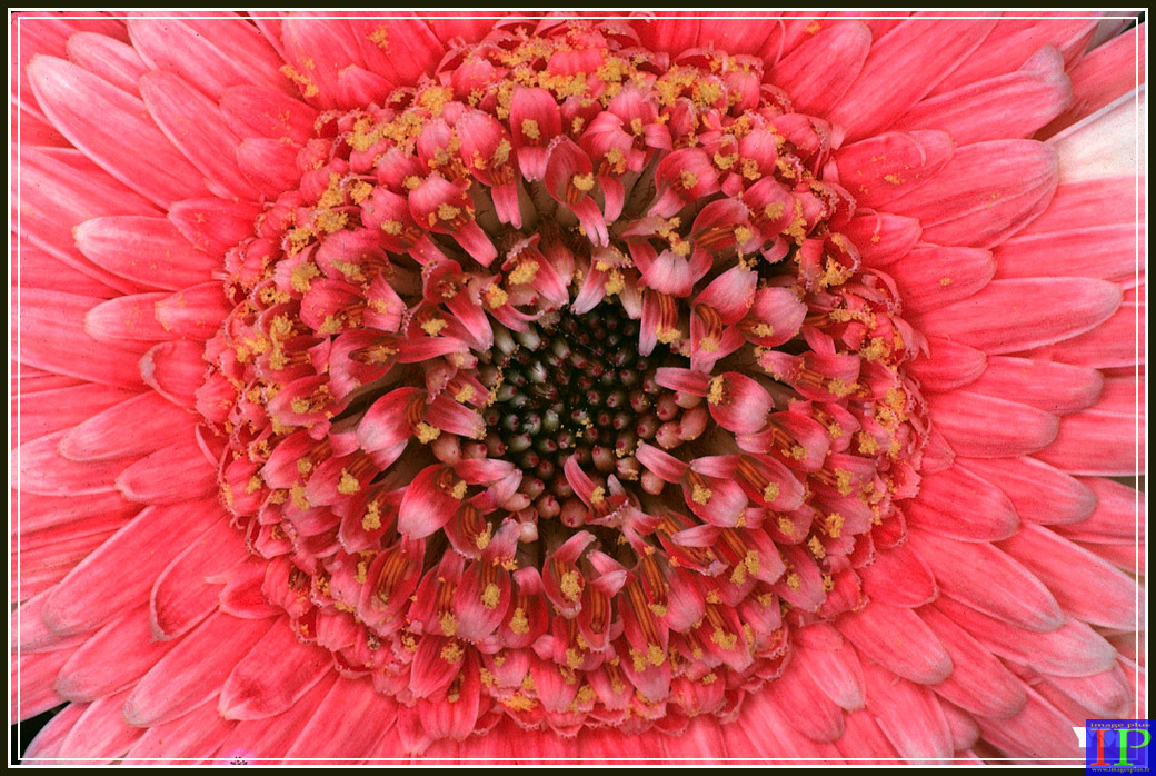 02-Coeur de fleur-BB.jpg 02-Coeur de fleur-BB.jpg