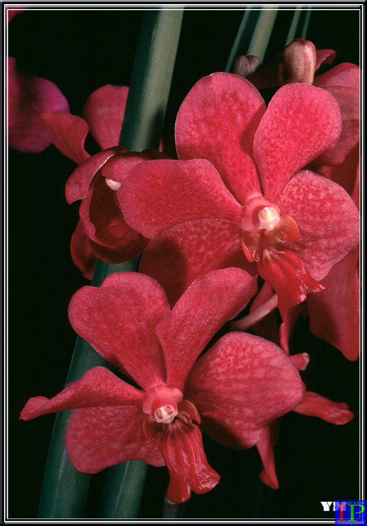 006-Vanda rouge-BB.jpg 006-Vanda rouge-BB.jpg