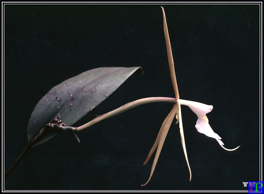 007-Epidendrum nocturnum-BB.jpg 007-Epidendrum nocturnum-BB.jpg
