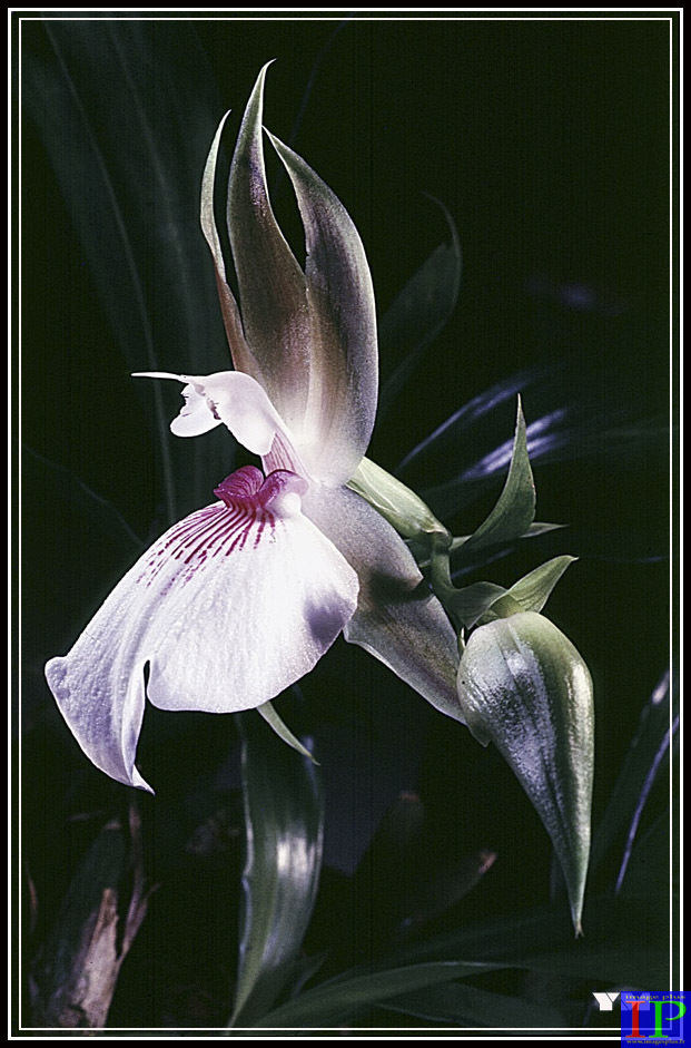 059-Zygosepalium labiosum-BB.jpg 059-Zygosepalium labiosum-BB.jpg