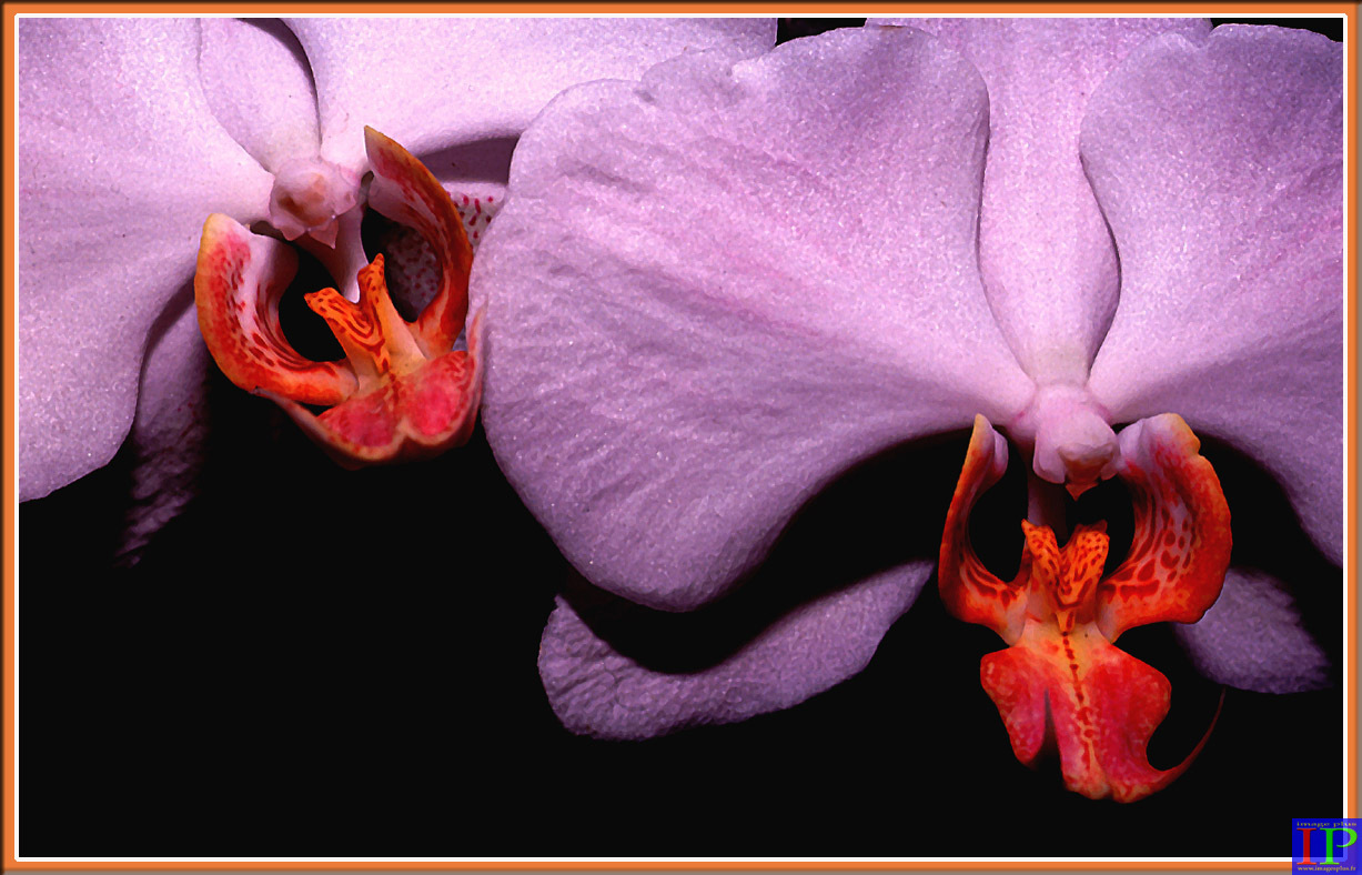 063-Phalaenopsis-BB.jpg 063-Phalaenopsis-BB.jpg