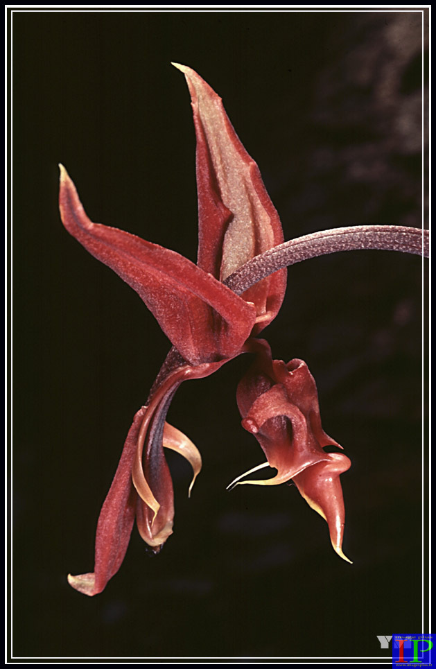 070-Gongora-BB.jpg 070-Gongora-BB.jpg