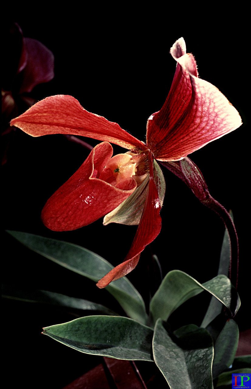 073-Sabot de venus.jpg 073-Sabot de venus.jpg