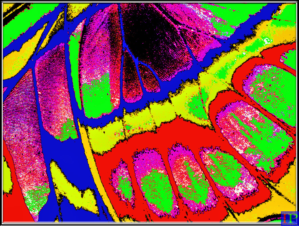 002-Métamorpha Stélènes-BB.jpg 002-Métamorpha Stélènes-BB.jpg