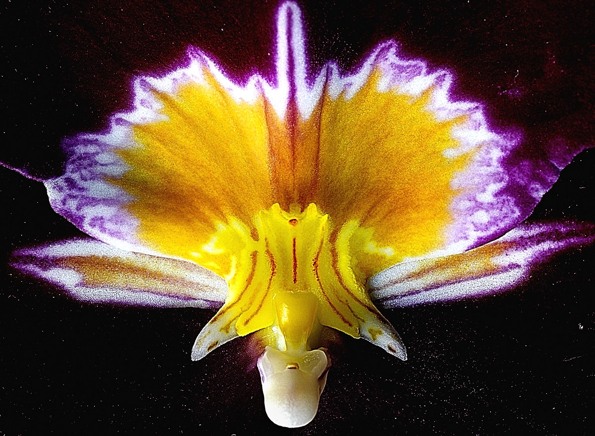 Miltonia Orchidée ou explosion interstellaire-AA