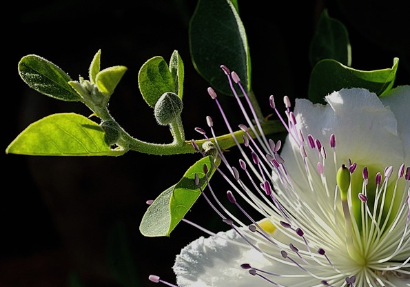 001-Caprier-2012-06-24-BB © Yvan Marcou 001-Caprier-2012-06-24-BB © Yvan Marcou