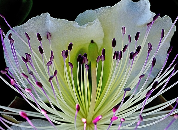 002-Caprier-2012-06-24-BB © Yvan Marcou 002-Caprier-2012-06-24-BB © Yvan Marcou