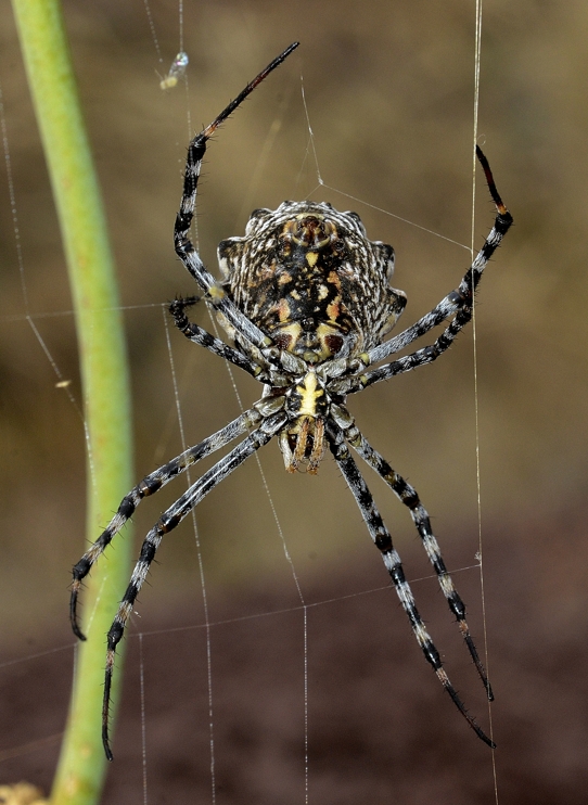 002-Epeire diadème-2013-09-08 -AA © Yvan Marcou 002-Epeire diadème-2013-09-08 -AA © Yvan Marcou