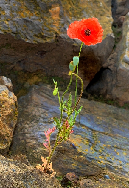 001-Le coquelicot AA © Yvan Marcou 001-Le coquelicot AA © Yvan Marcou