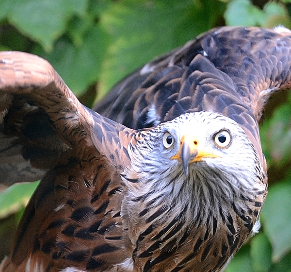 004-Faucon pélerin-2013-10-22 © Yvan Marcou 004-Faucon pélerin-2013-10-22 © Yvan Marcou