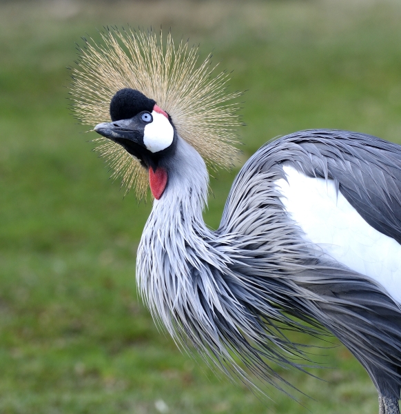 003-Grues-2013-10-29 © Yvan Marcou 003-Grues-2013-10-29 © Yvan Marcou