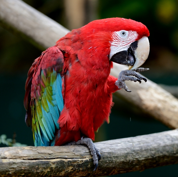 011-Ara-2013-10-22 © Yvan Marcou 011-Ara-2013-10-22 © Yvan Marcou