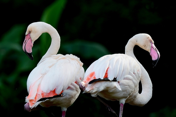 008-Flamant rose-2013-10-22 © Yvan Marcou 008-Flamant rose-2013-10-22 © Yvan Marcou