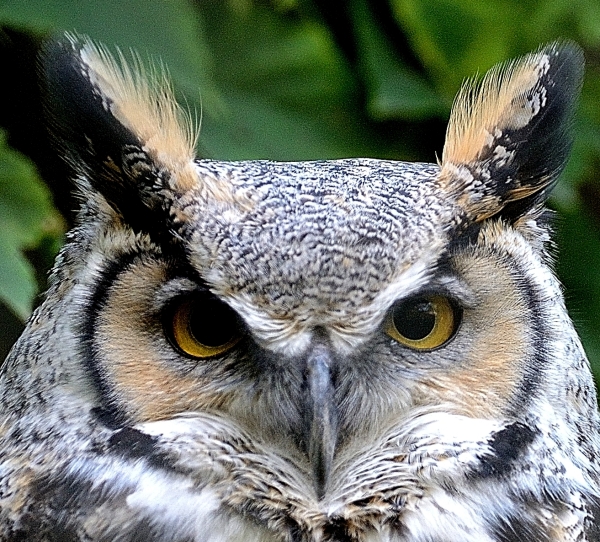 002-Grand duc-2013-10-22 © Yvan Marcou 002-Grand duc-2013-10-22 © Yvan Marcou