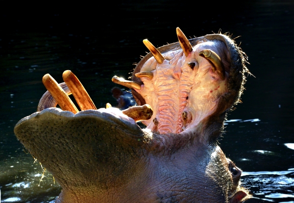 006-Hippopotame-2013-10-22 © Yvan Marcou 006-Hippopotame-2013-10-22 © Yvan Marcou