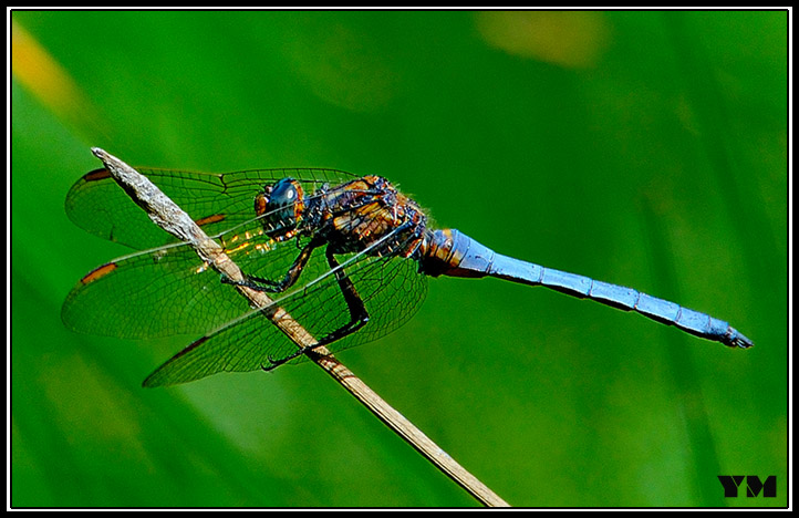 007-Agrion bleu-BB 007-Agrion bleu-BB