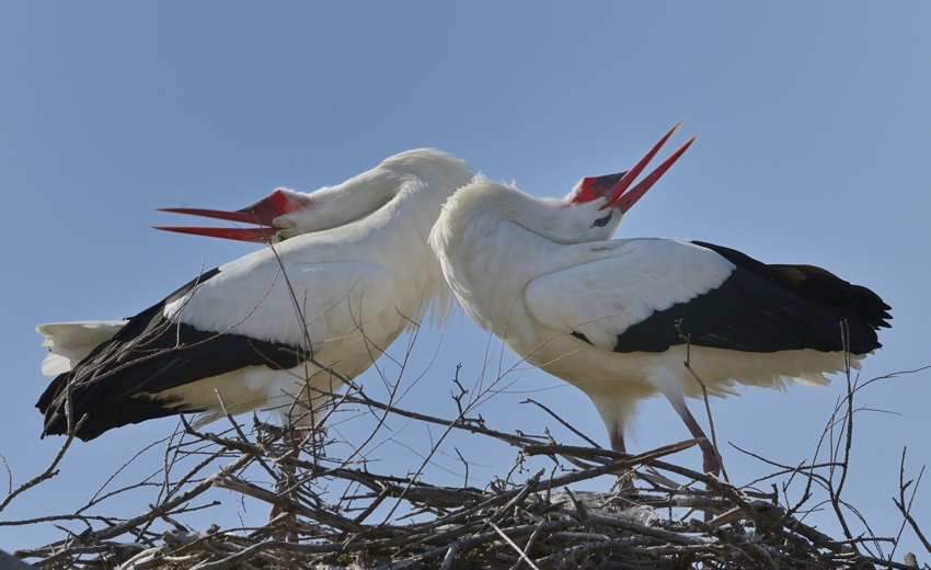 Cigognes blanches - 026-Pont de Gau-2014-03-14 © Yvan Marcou Cigognes blanches - 026-Pont de Gau-2014-03-14 © Yvan Marcou