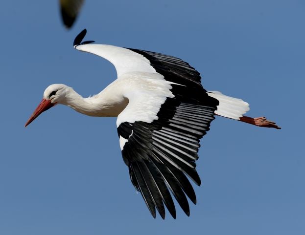 045-Sigean-2014-03-19 © Yvan Marcou 045-Sigean-2014-03-19 © Yvan Marcou