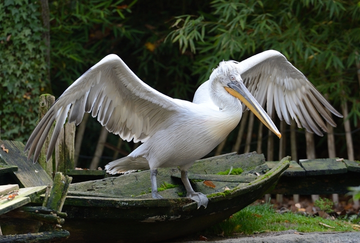015-Pélican frisé-2013-10-22 - 3000x2031 © Yvan Marcou 015-Pélican frisé-2013-10-22 - 3000x2031 © Yvan Marcou
