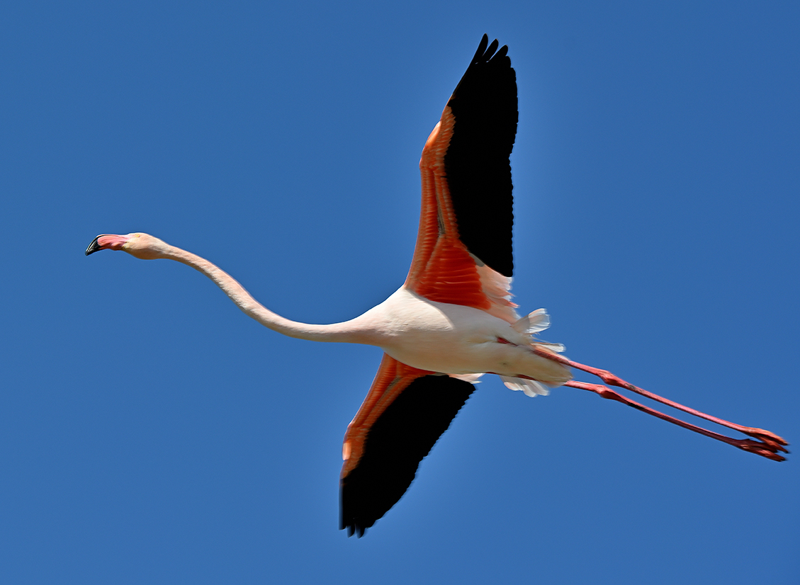 Flamant rose en vol-72 DPI Flamant rose en vol-72 DPI
