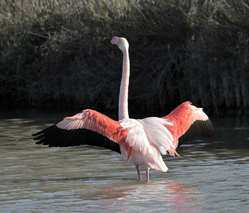 Flamant rose-72 DPI Flamant rose-72 DPI