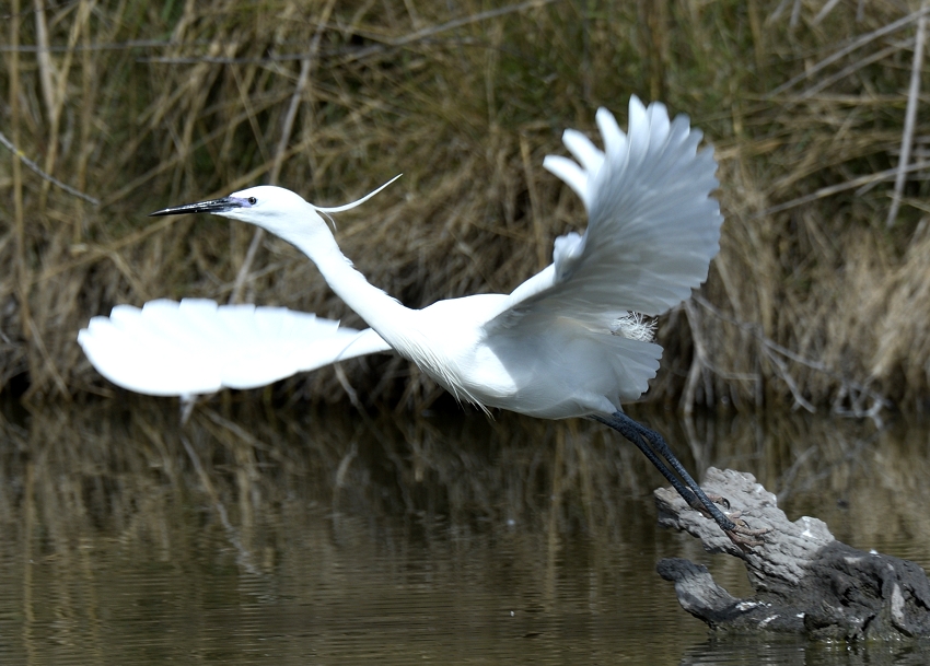 003-Aigrette gazette-BB 003-Aigrette gazette-BB