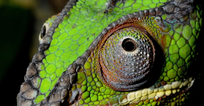 020-Caméléon penthèra-2014-08-25-A © Yvan Marcou 020-Caméléon penthèra-2014-08-25-A © Yvan Marcou
