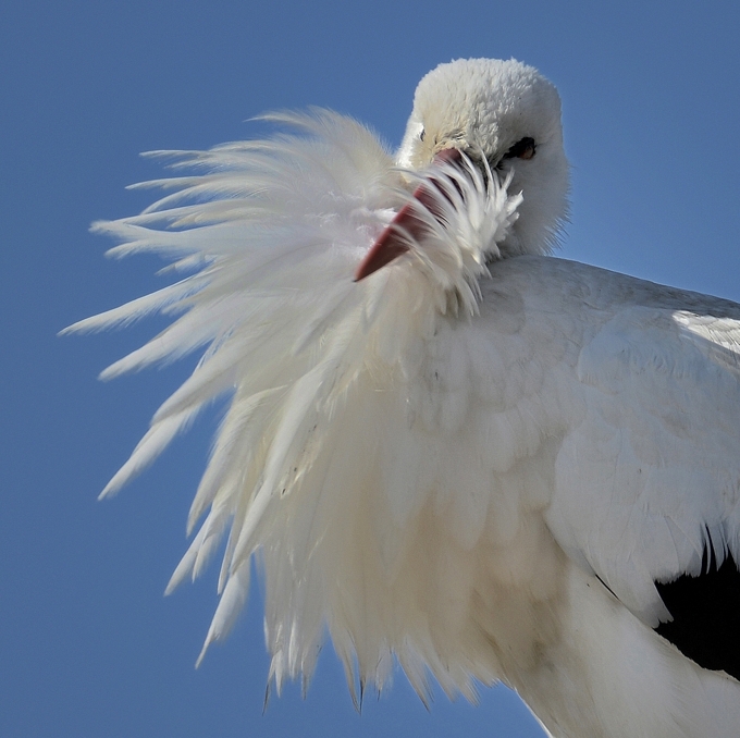 La cigogne La cigogne