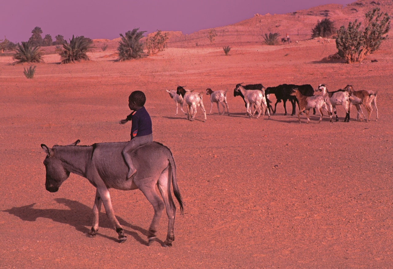 001-Le petit pâtre 001-Le petit pâtre